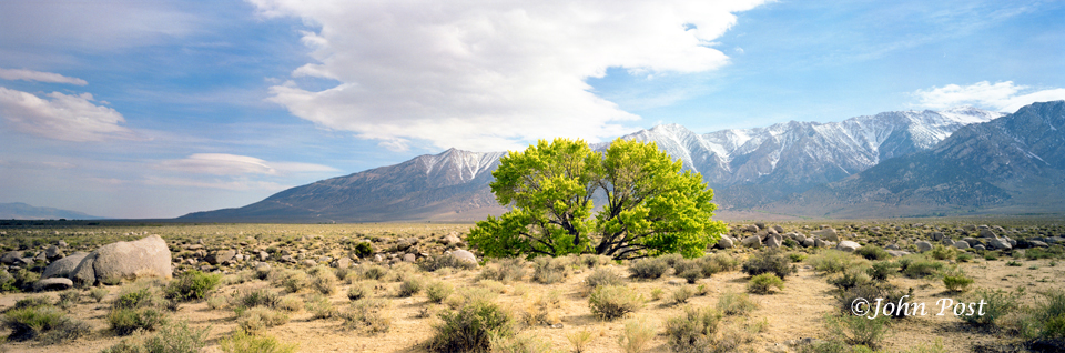 Eastern Sierra Mountains, Tree & Rock
