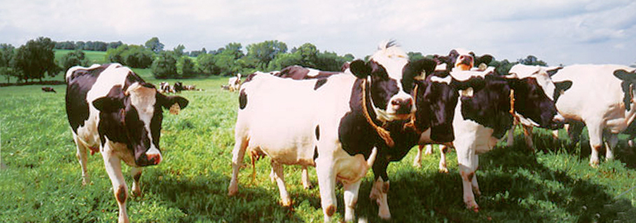 cows in field