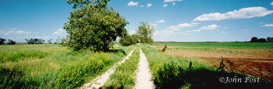 tree 7 tracks field