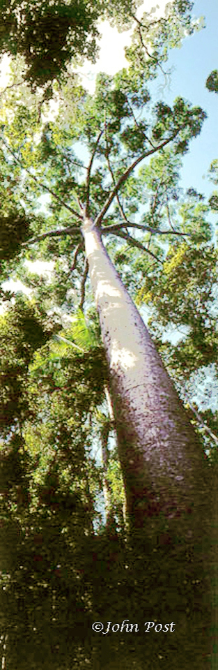 View up tree